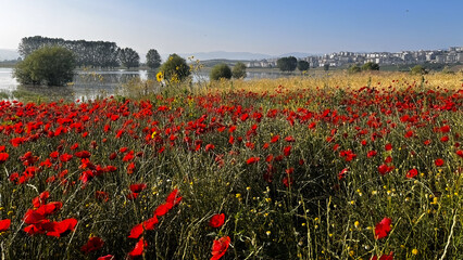 A wide field filled with red poppy flowers and trees covered with water can be seen in the...