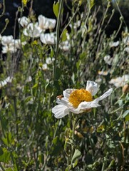 fried egg poppy and a bee
