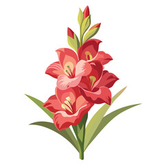 Gladiolus flower isolated on white background