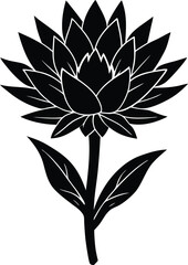 ice plant bloom flower silhouette on white background