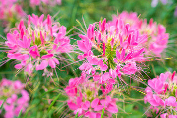 Flowers garden, Spider flower ,Cleome spinosa, Ornamental flowers.