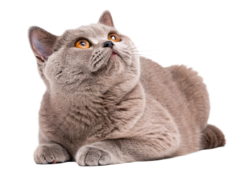 Grey cat with yellow eyes looking up in a curious pose