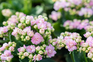 Pink and white Kalanchoe flowers with leaves.