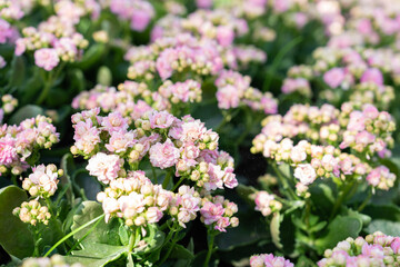 Pink and white Kalanchoe flowers with leaves.
