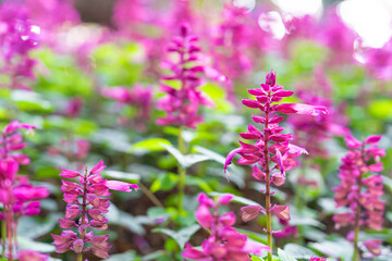 Salvia divinorum is a plant species belonging to Lamiaceae family. a field of purple flowers.