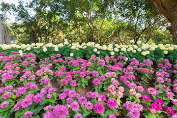 Bright pink fresh Zinnia Dahlia flowers on green leaves background in summer in garden.