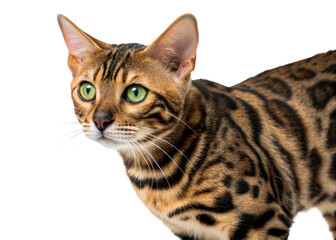 Bengal cat with striking green eyes and unique markings
