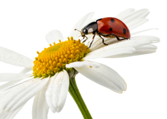 Ladybug resting on a daisy flower in a bright garden