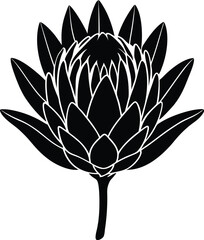protea flower silhouette on white background