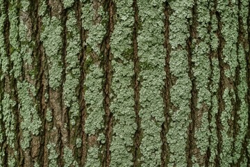 Obraz premium Detailed view of tree bark showing mold growth