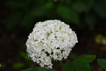 白いあじさい