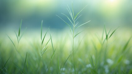 Obraz premium Ethereal view of golden grass swaying gently in the breeze, captured in soft focus to evoke a sense of calm and connection to nature in an outdoor setting.