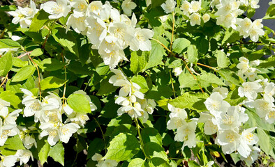 Horizontal background with Jasmine flowers with bright yellow stamens amidst lush green foliage....