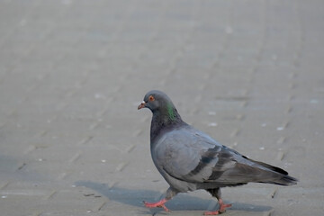 Pigeon strutting confidently across a pavement in an urban setting, showcasing its natural behavior. The gray feathers and red eyes stand out against the textured ground.