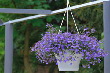 Vibrant purple lobelia flowers bloom in a hanging pot, adding color and charm to the garden. The white pot contrasts beautifully with the lush greenery in the background.