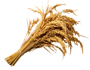 Bunch of yellow rice grain stalks arranged together. Transparent background