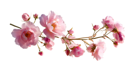 Beautiful pink flower branch with buds on a transparent background