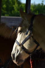 close up of a horse