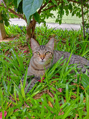 gato rajado deitado no jardim