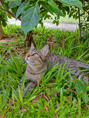 gato rajado no quintal
