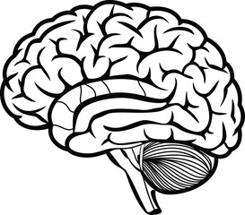 Detailed Black and White Vector Brain Illustration for Coloring Page, human brain vector illustration