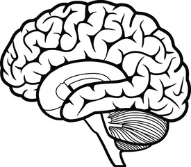 Anatomical Brain Vector Line Art – No Shading, Perfect for Coloring, vector illustration of a brain