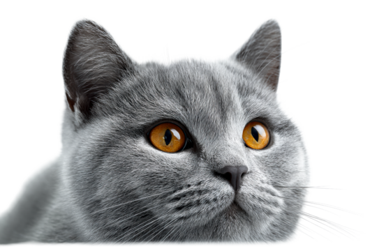 Grey cat with bright orange eyes looking inquisitively