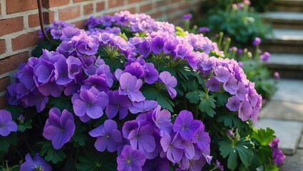 Geranium sylvaticum (wood cranesbill), a resilient perennial featuring purple flowers, blooming in an English cottage garden during spring, UK