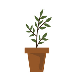 plant in a pot
