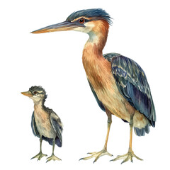 A Mother Bittern With Her Kid, watercolor painting vector, isolated on a white background.