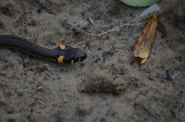    snake on the sand       