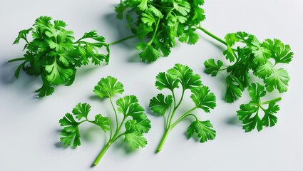 Obraz premium Dill isolated on a white background.