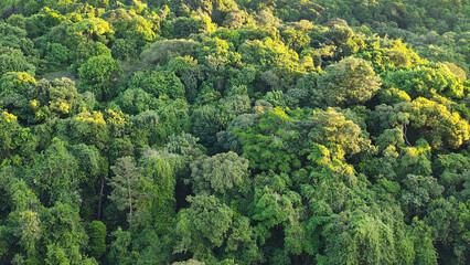 Lush tropical forest aerial view