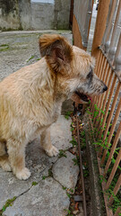 cachorro caramelo peludo