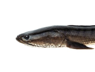 Large, fresh, not dead snakehead fish placed isolated on a white background.	