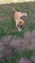 cachorro caramelo roendo um galho
