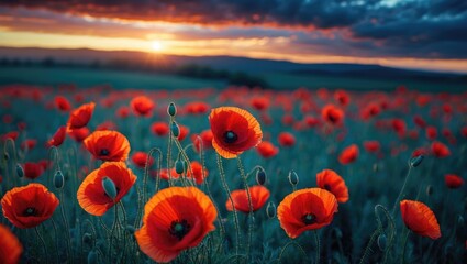 Obraz premium An idyllic scene with colorful poppies in a peaceful meadow at dusk, illuminated by sunset sunlight, with a backdrop of blue and purple sky. Scenic outdoor view capturing the beauty of nature and