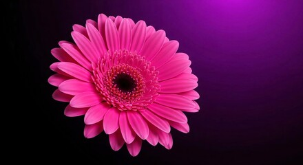 pink flower on a light background: