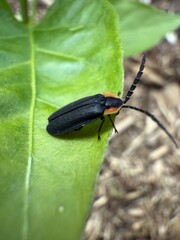 Ellychnia corrusca, the winter firefly,
