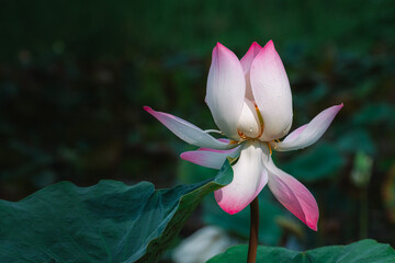 Lotus flower