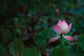 Lotus flower