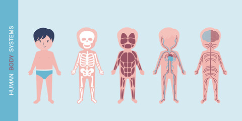 My body, educational anatomy diagram of body organs for kids. Cute cartoon little boy and his body systems: muscular, skeletal, circulatory, nervous and digestive