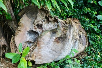 Old decaying tree log surrounded by dense green leaves in tropical forest. Natural textures and earthy tones captured at eye level. Great for nature, decay, ecology, texture design themes, etc.