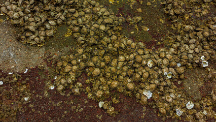 textura de pedras e conchas