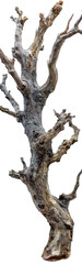 Fototapeta premium gnarled, gray, decaying, bare tree branch