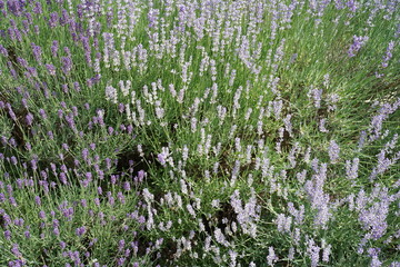 Blühender Echter Lavendel (Lavandula angustifolia)  im Sommer