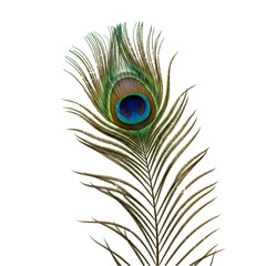 Obraz premium A Single Peacock Feather Iridescent Blues Greens and Golds Against Black isolated on transparent baackground