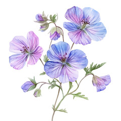 A Meadow Cranesbill Bouquet, watercolor drawing vector, isolated on a white background.