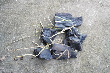 Natural charcoal chunks scattered on the soil with dry roots entangled across.