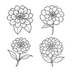 Elegant hand drawn floral outlines featuring four beautiful dahlia flower illustrations isolated on white
